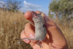 Crocidura suaveolens