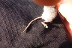 Crocidura suaveolens