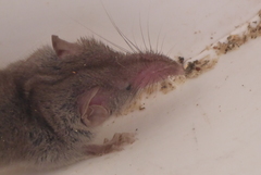 Crocidura suaveolens