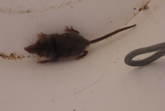 Crocidura suaveolens