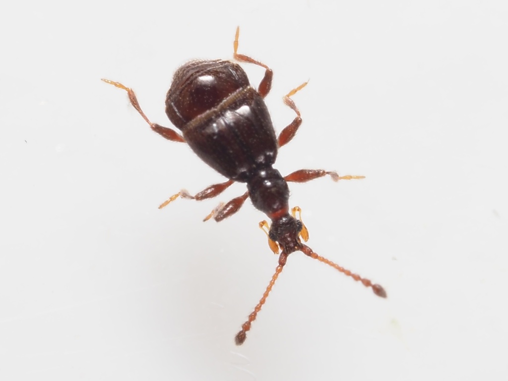 Pselaphaulax dresdensis