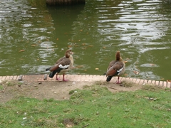 Alopochen aegyptiaca