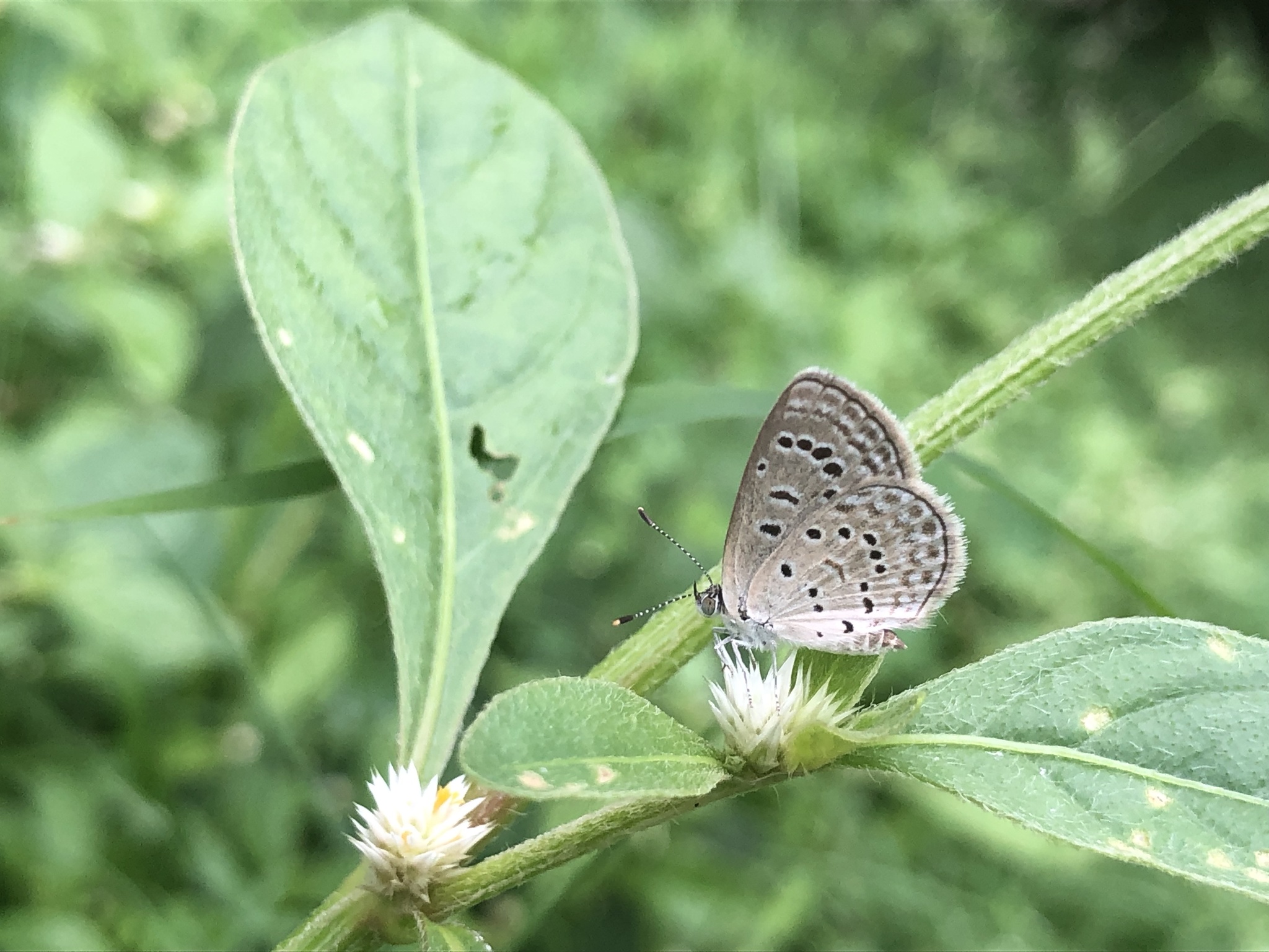 Dark Grass Blue