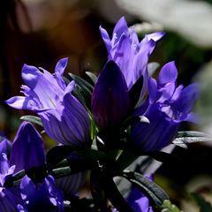 Gentiana catesbaei