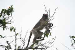 Piliocolobus tephrosceles