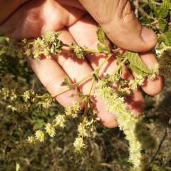 Asterohyptis stellulata
