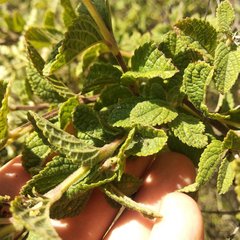 Asterohyptis stellulata