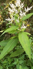 Koenigia polystachya
