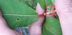 Koenigia polystachya