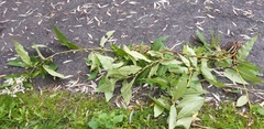 Koenigia polystachya