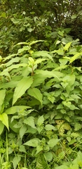 Koenigia polystachya
