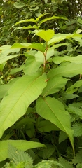 Koenigia polystachya