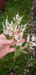 Koenigia polystachya