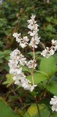 Koenigia polystachya