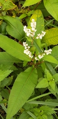 Koenigia polystachya