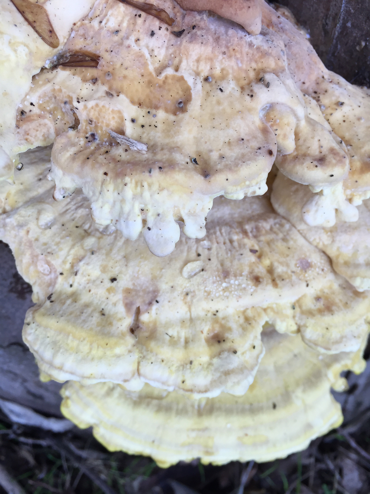 Laetiporus gilbertsonii image