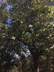 Cryptocarya alba