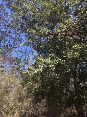 Cryptocarya alba