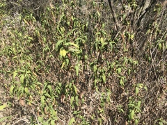 Aristeguietia salvia