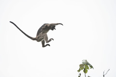 Piliocolobus tephrosceles