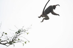 Piliocolobus tephrosceles