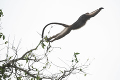 Piliocolobus tephrosceles