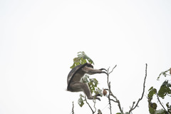 Piliocolobus tephrosceles