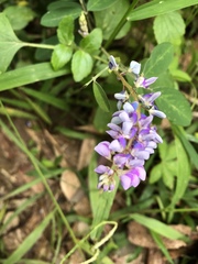 Grona heterocarpos strigosa