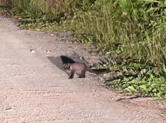 Arctogalidia trivirgata