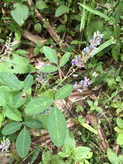 Grona heterocarpos strigosa