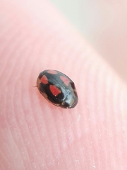 Hyperaspis festiva
