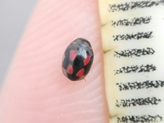 Hyperaspis festiva