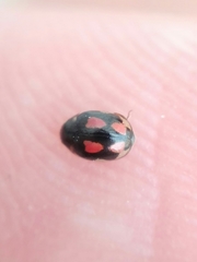 Hyperaspis festiva
