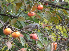 Hypsipetes amaurotis