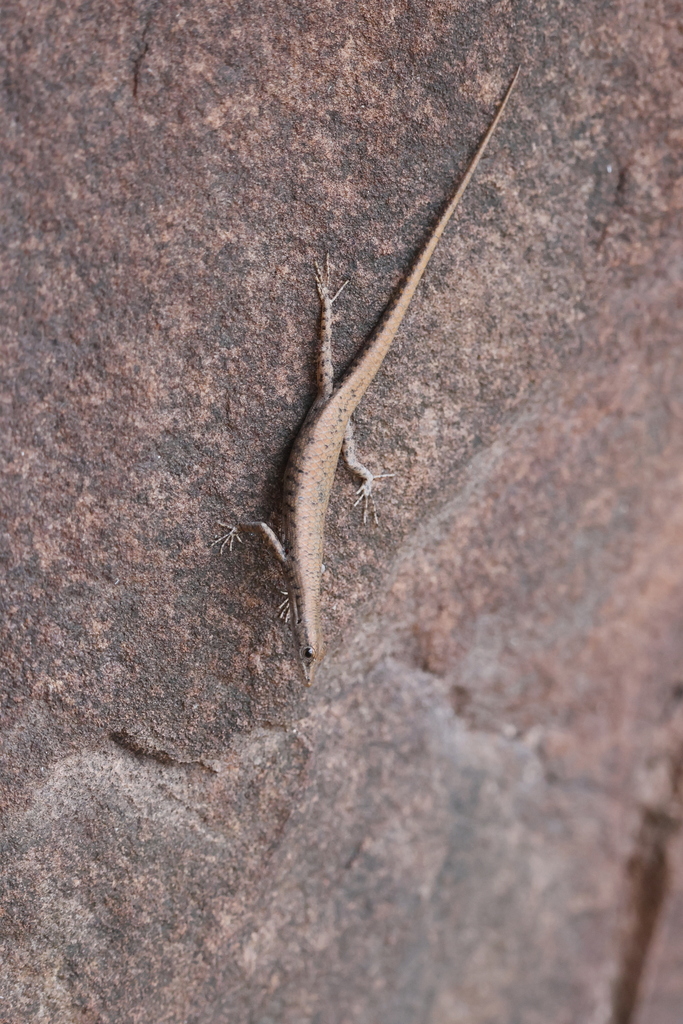 Dappled Snake-eyed Skink