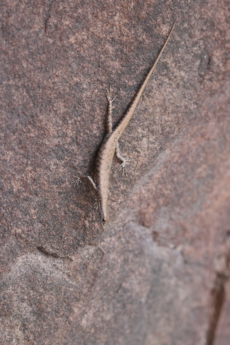 Dappled snake-eyed skink, Cryptoblepharus daedalos