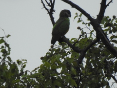 Poicephalus senegalus