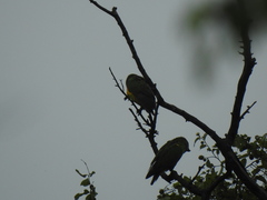 Poicephalus senegalus