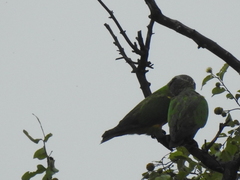 Poicephalus senegalus