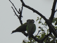 Poicephalus senegalus