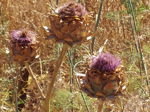 Avistamiento Alcaucil (alcachofa silvestre)
