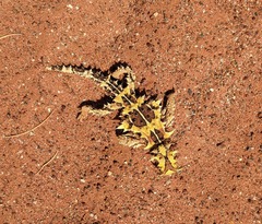 Moloch horridus