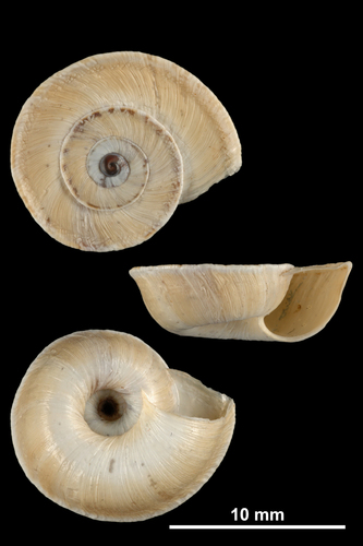 Caragouille des dunes