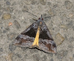 Dichromia quadralis