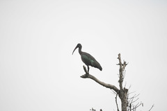 Bostrychia hagedash nilotica