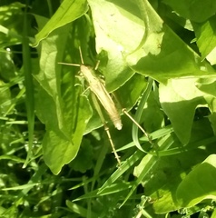 Pseudochorthippus montanus