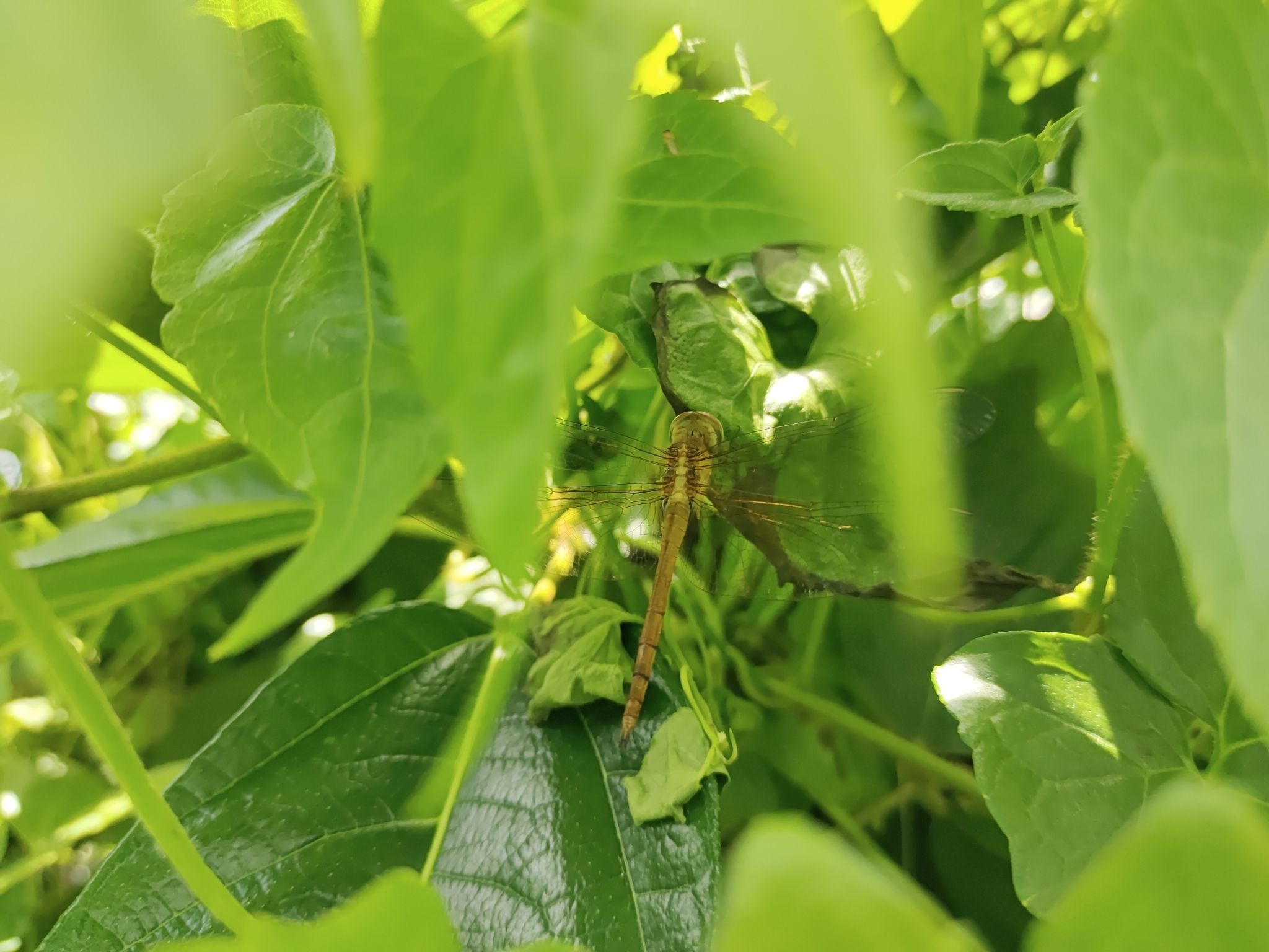 Coral-Tailed Cloudwing