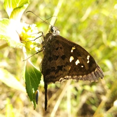 Thorybes dorantes dorantes