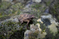 Ingerophrynus divergens