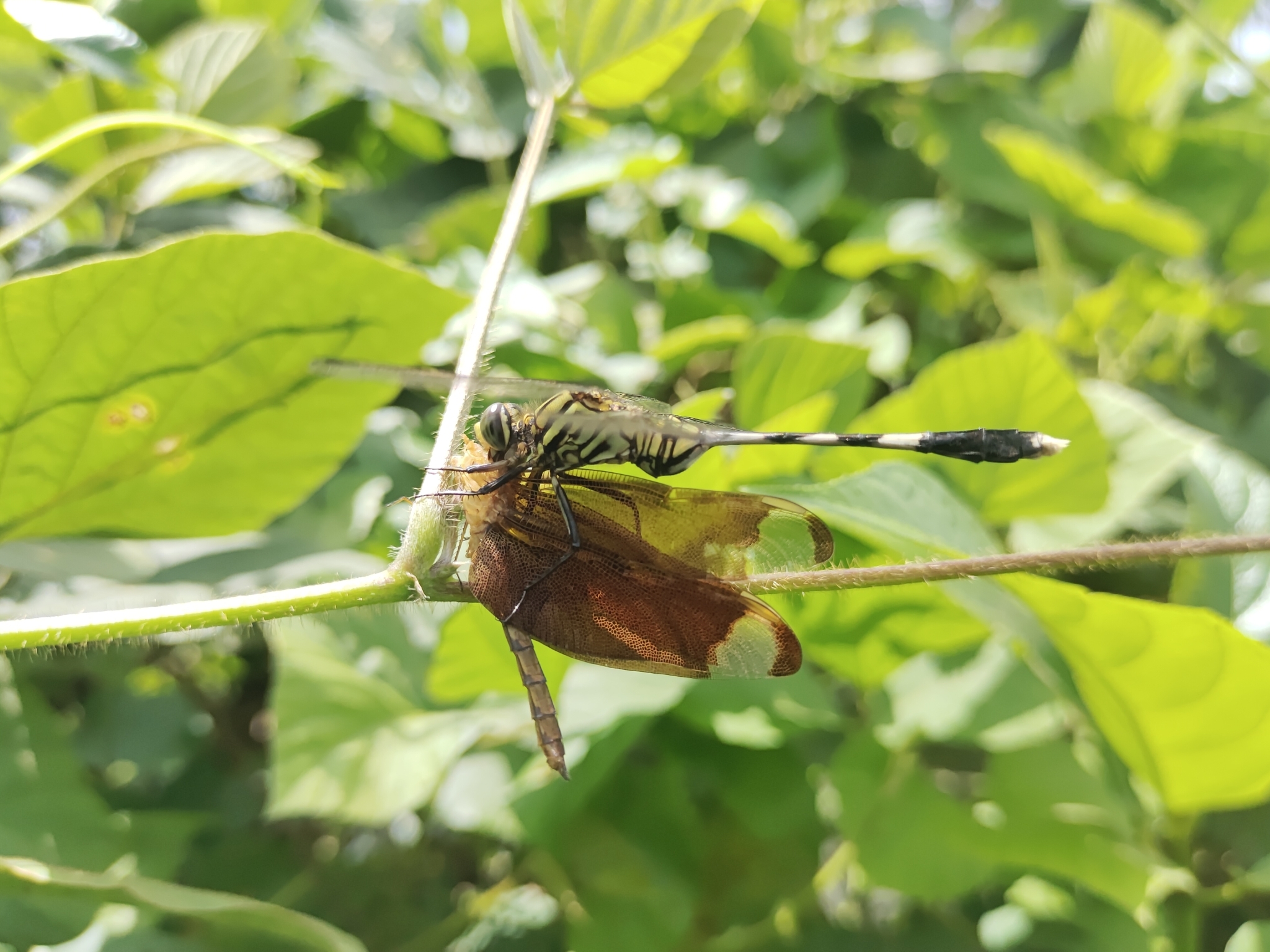 Fulvous Forest Skimmer